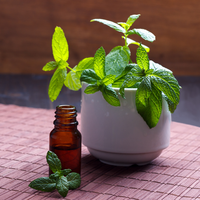 Unveiling the Health Wonders: The Power of Peppermint Essential Oil